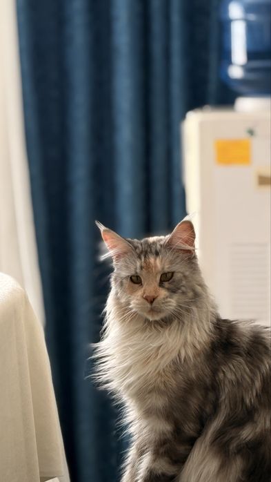 Продам котенка Мейн кун