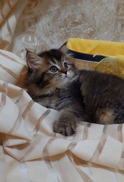 британская девочка золотая шиншилла