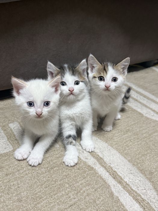 отдам котят 1 месяц им
