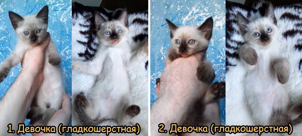 Тайские (сиамские) котята. 2 месяца. Гипоаллергенные