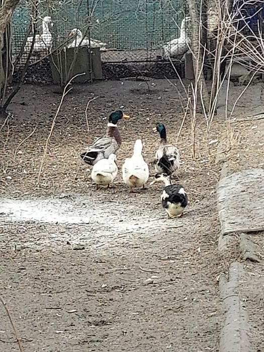 Vînd rațe și rățoi