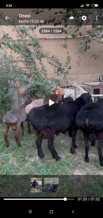 Qoʻchqorlar bor sotiladi