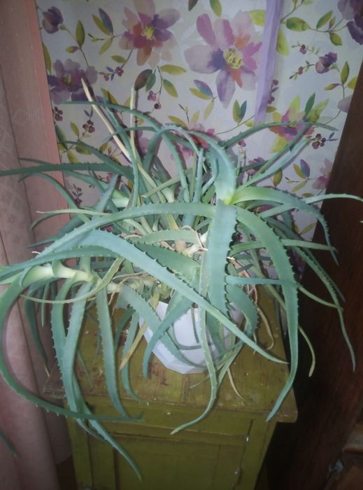 Алое. Лекарственное растение.