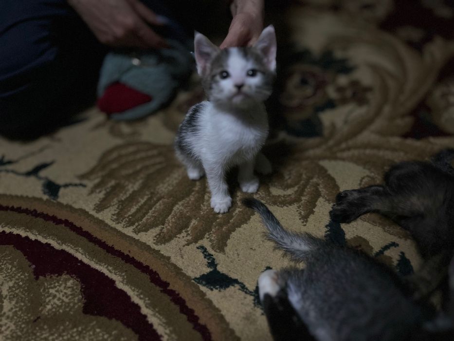 Отдам котят/Mushuklarni beraman