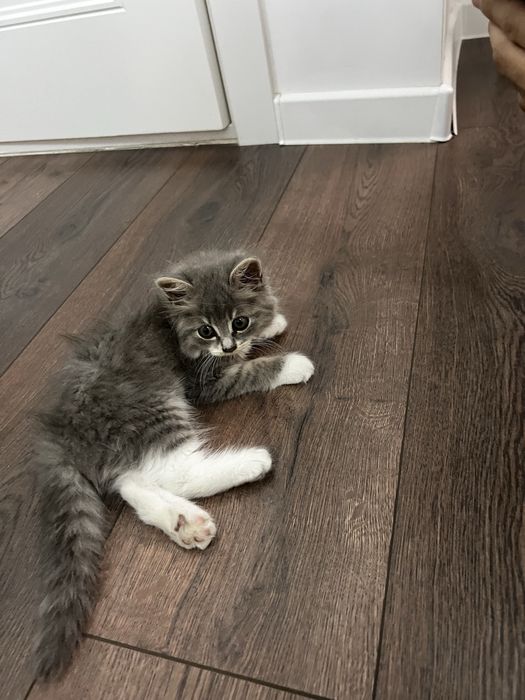 Продаётся  котёнок