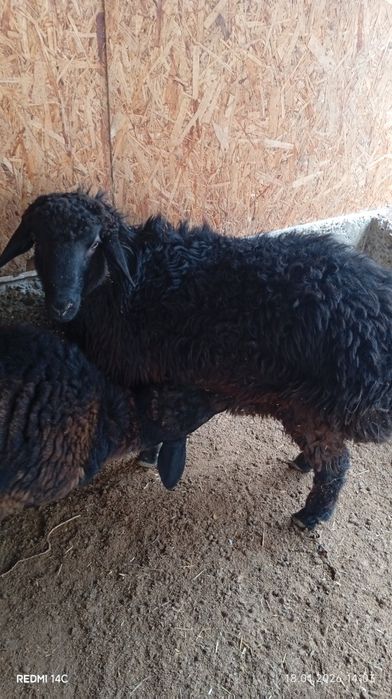 Икита кучкор сотилади бадани семиз соглом хонаки хурон чиройли сифатли