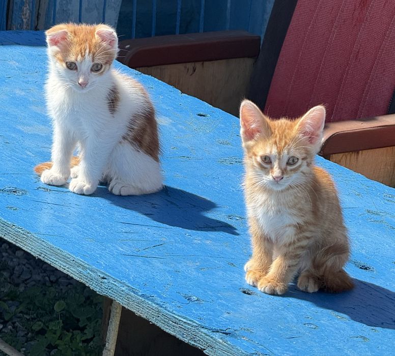 Котята два месяца,два мальчика,