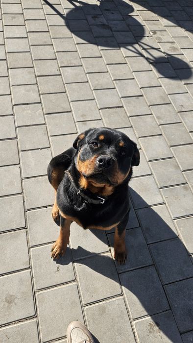 Продам ротвейлер, 1 год