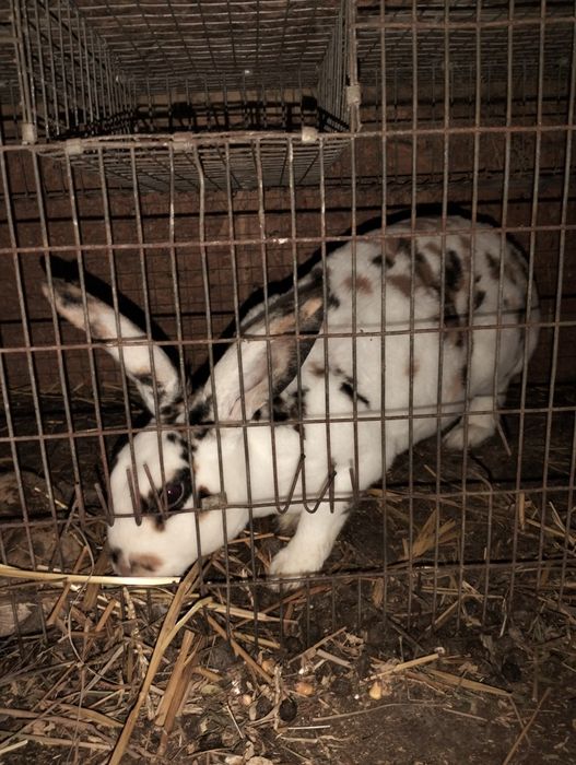 Femele gestante disponibile