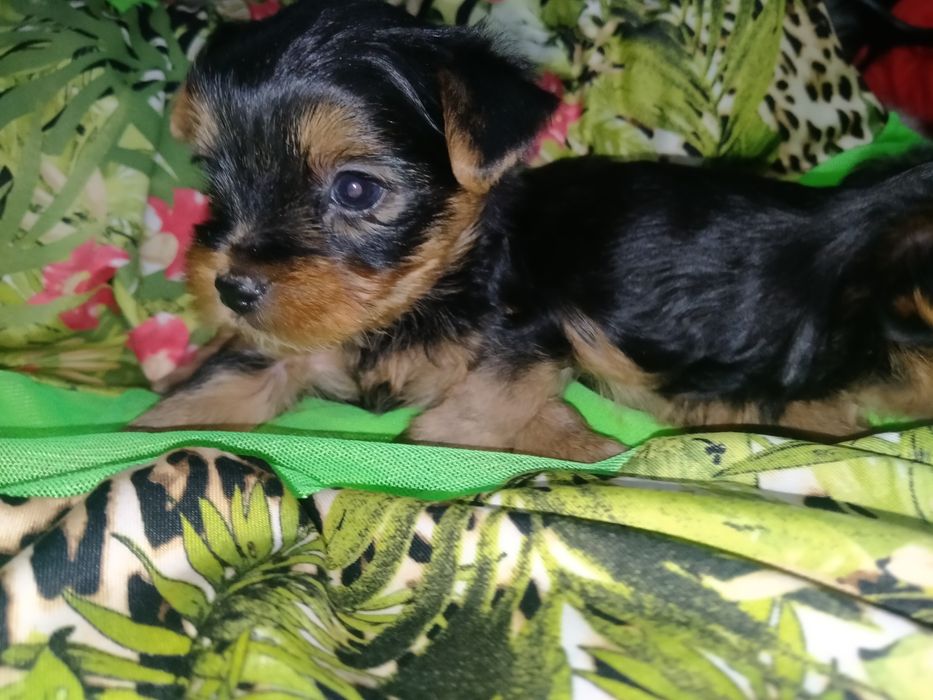 Йоркширский терьер