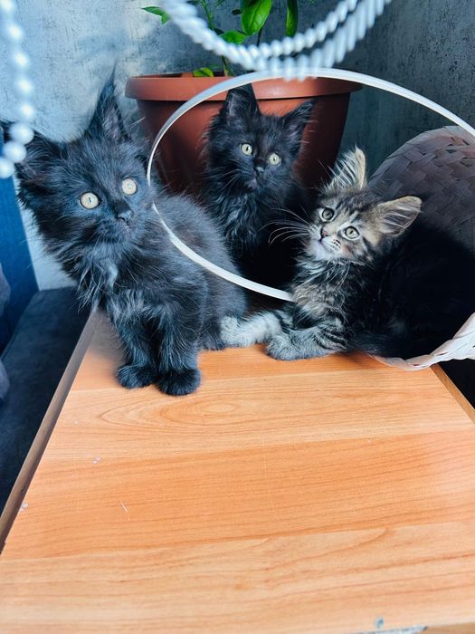 Продам котят Мейн-куны
