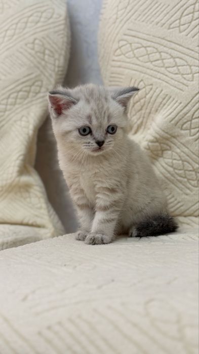 Продается котенок