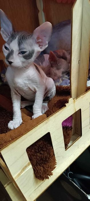 Продаются котята донского сфинкса