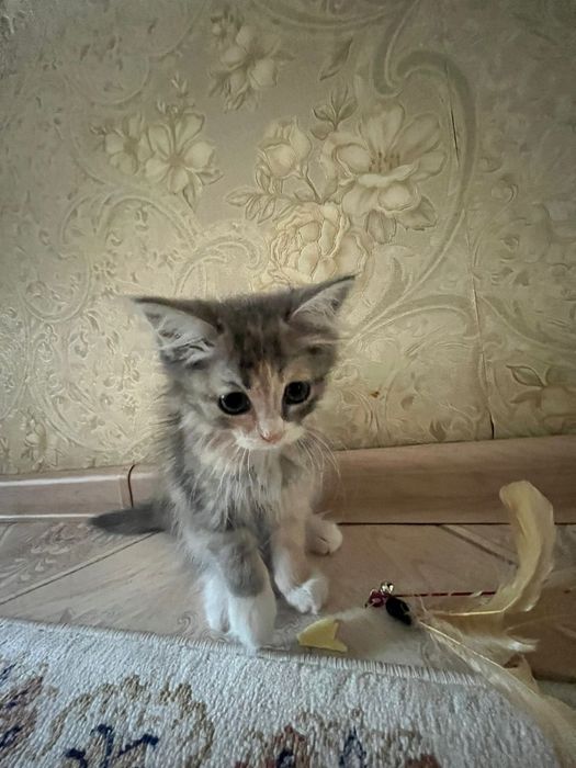 Отдам котенка девочку