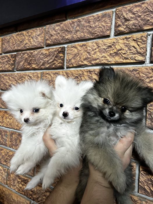 Шпицы немецкие девочки