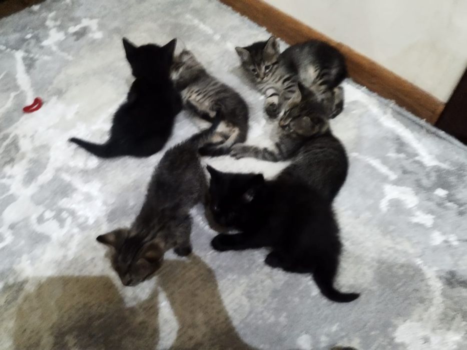 yaxshi qolaga beramiza shundo