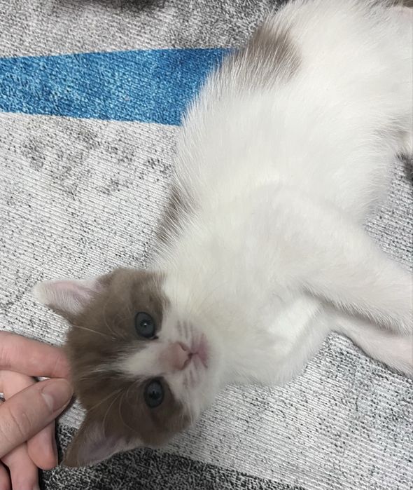 Котята ищут себе дом