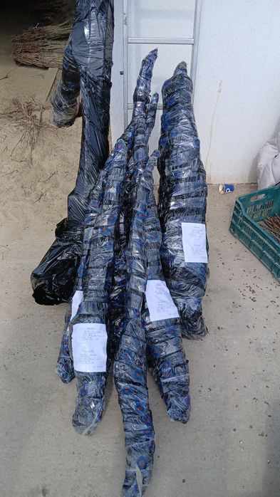 Butasi vita de vie altoita si hibrid