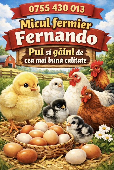 Pui de carne , rasa mixta , pui de oua mixt cabir Kabir pestrit porumb