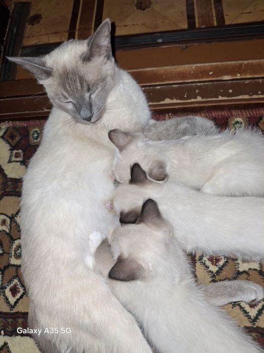 Продаются сиамские котята