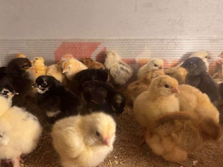 Цыплята домашних курей