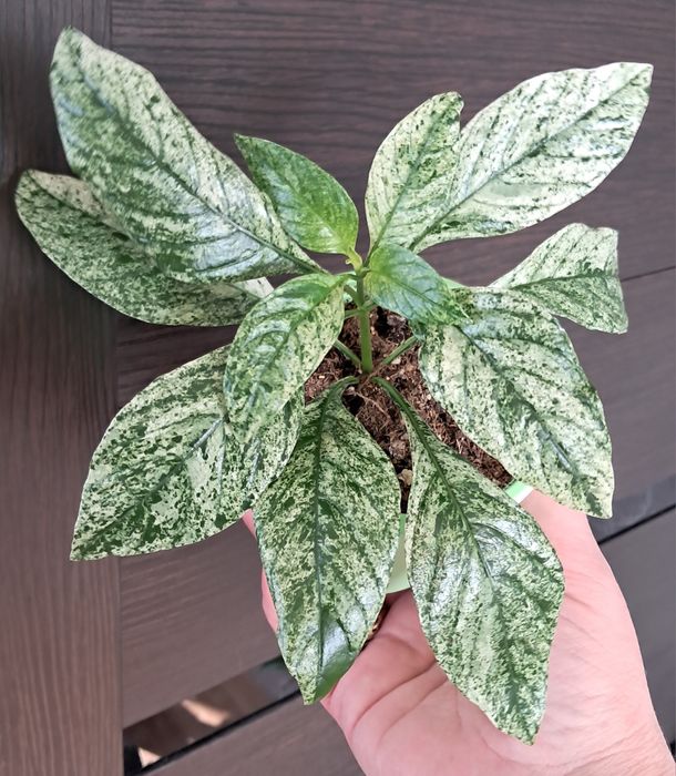 Комнатные растения