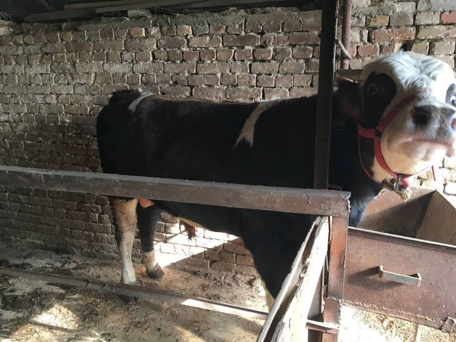 Buqala sotiladi soni 2 ta