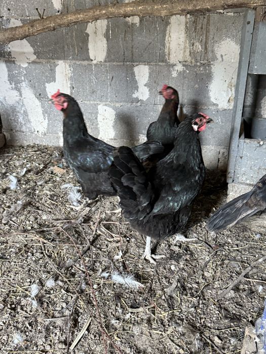 Продам домашые черный куры все несутся