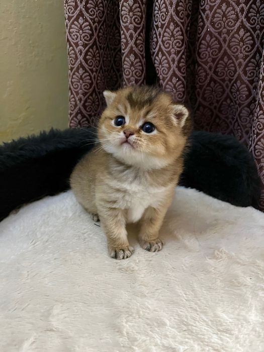 Продаются котята  Золотые Шиншиллы