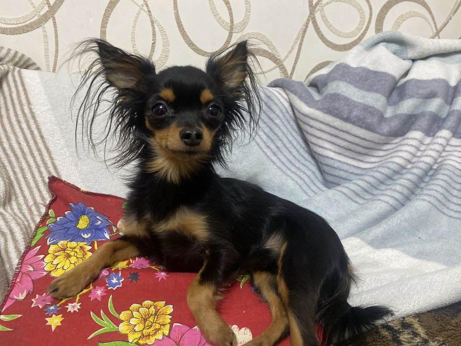 Самец ищет свою Самку