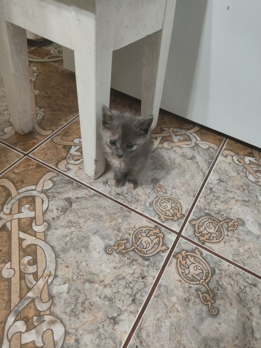 Отдам в добрые руки котенка