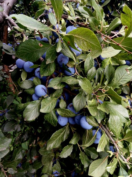 Продам дачу 7.5 сот, р/н Телецентр, общ. "Кристалл"
