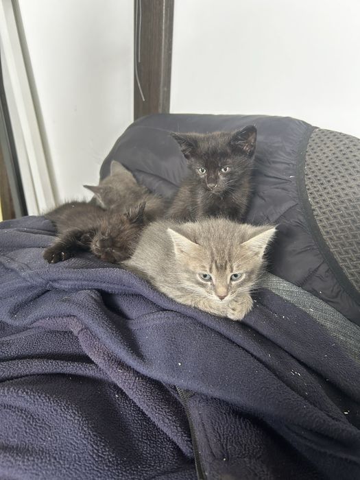 Котята срочно ищут дом