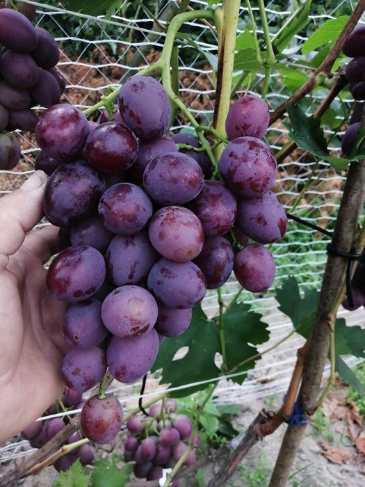 Podarok Nesvetaia vita de vie