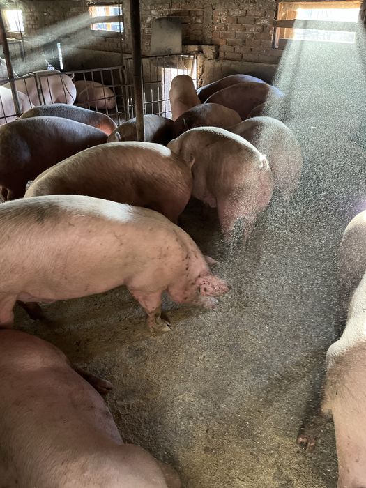 Свинско прясно месо