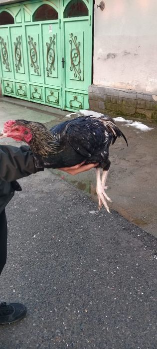 Сатылады боецовкалар