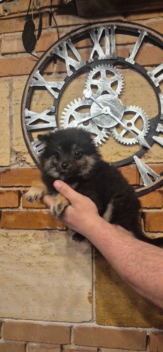 Кученца пинчери и мерлета