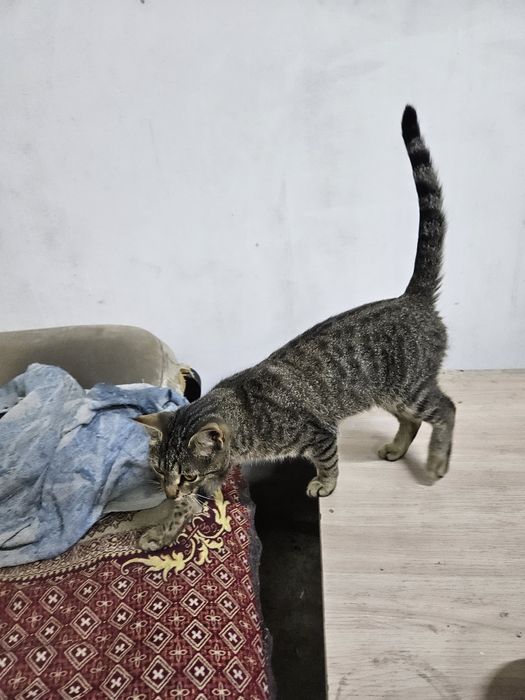 Отдам котёнка, мальчик