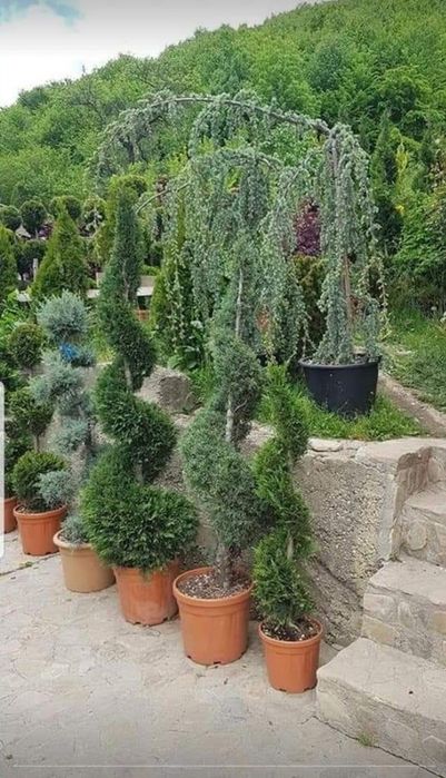 Leylandii 150-200 cm \ Gard viu