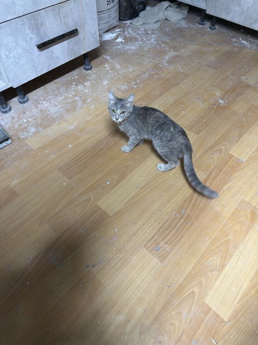 Домашний кошка продается