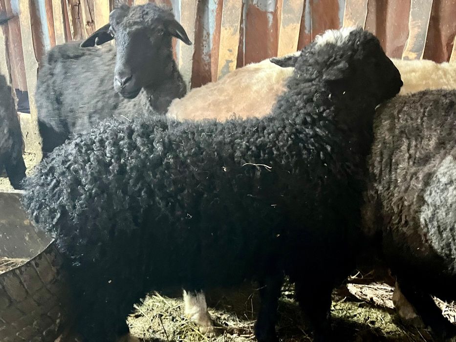 Продам 2 баранчика 3 месячные