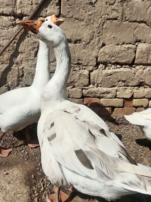 Gʻozlar sotiladi. Bir yoshdan oshdi. Tuxumga kirgan.