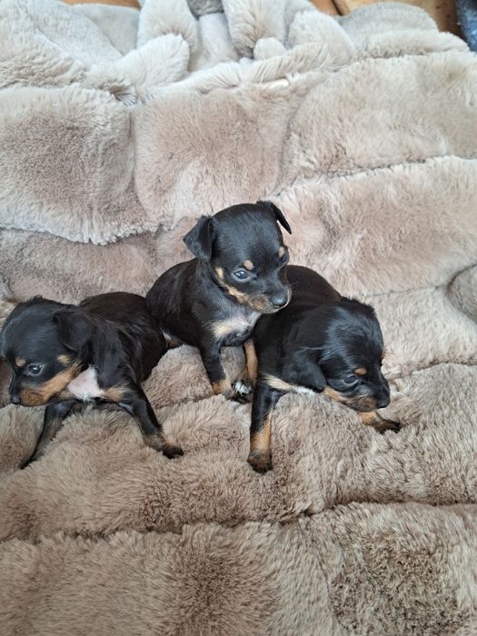 Продам мини той терьера