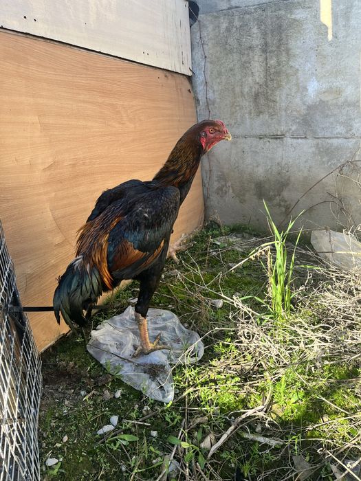 дакан шөже қораз