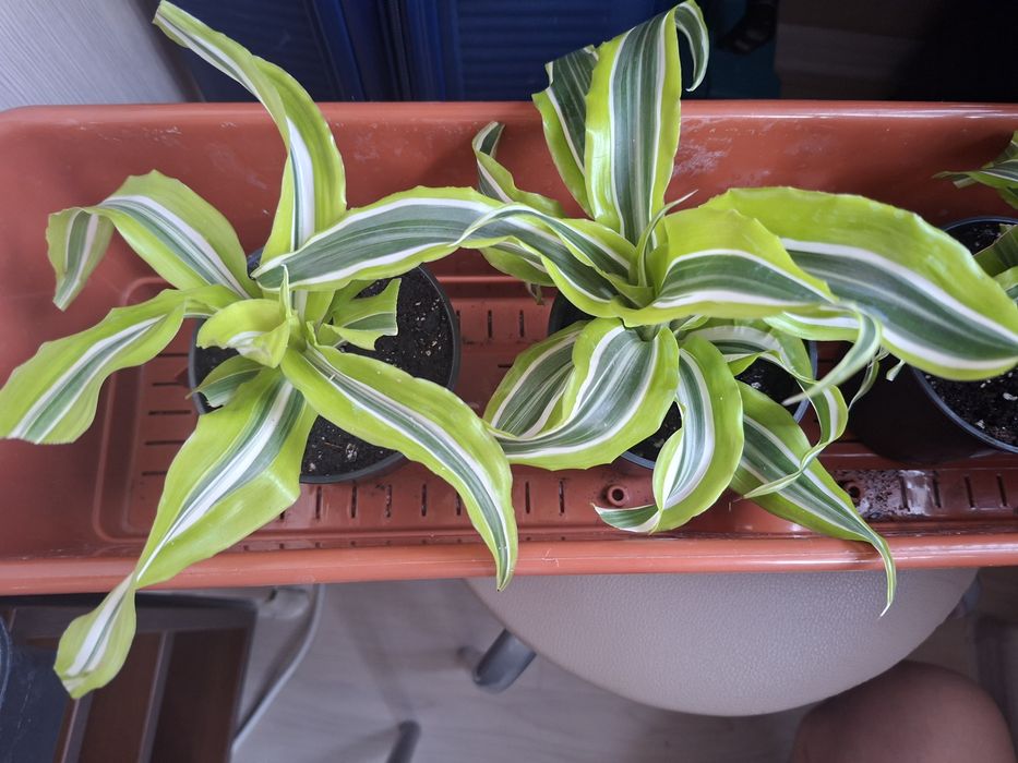 Драцена LemonLime