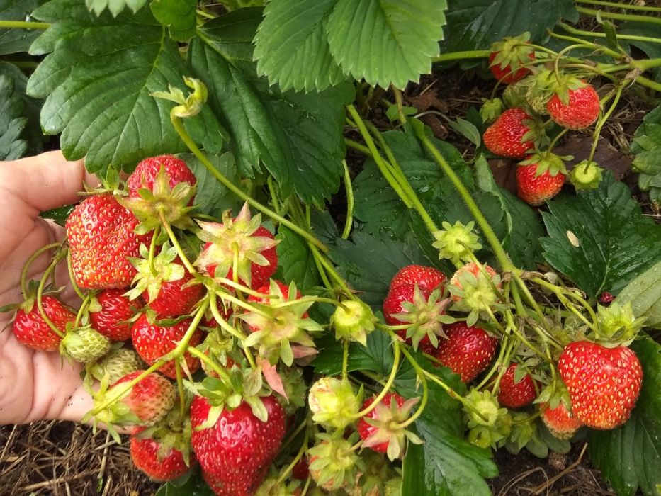 Малина, клубника рассада