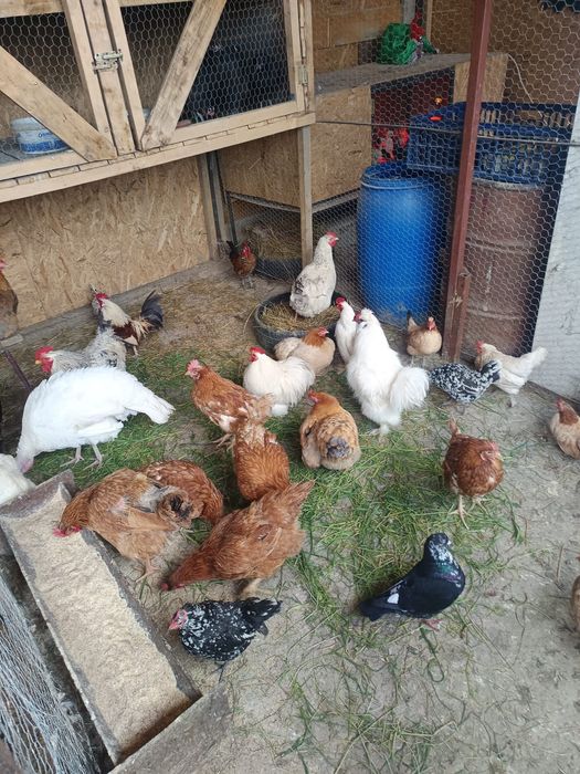 Vând ce se vede în poze