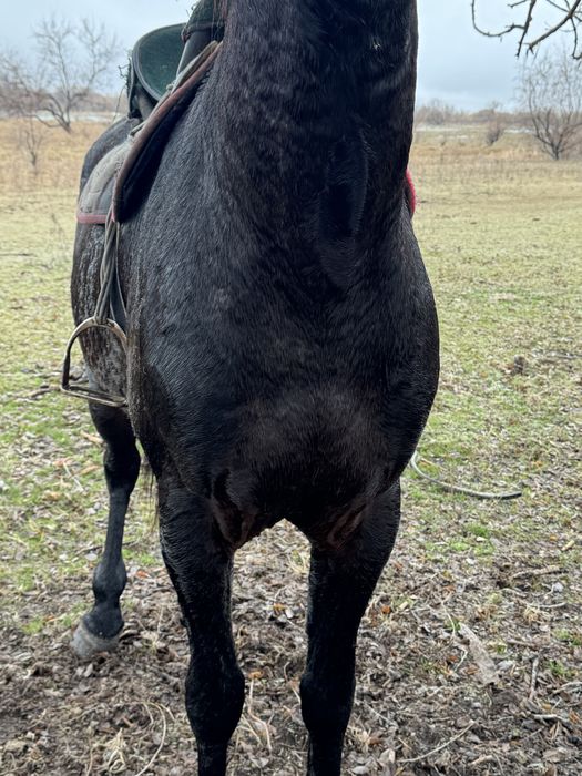 Айғыр сатыладыыы