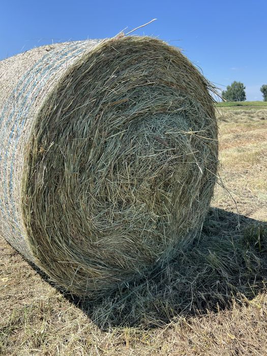 Продам сено в рулонах
