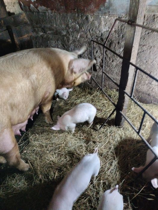 Продам месячных поросят